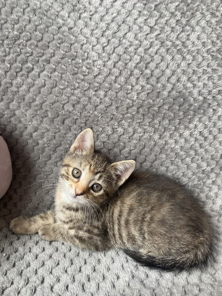 Malutka Luna do adopcji