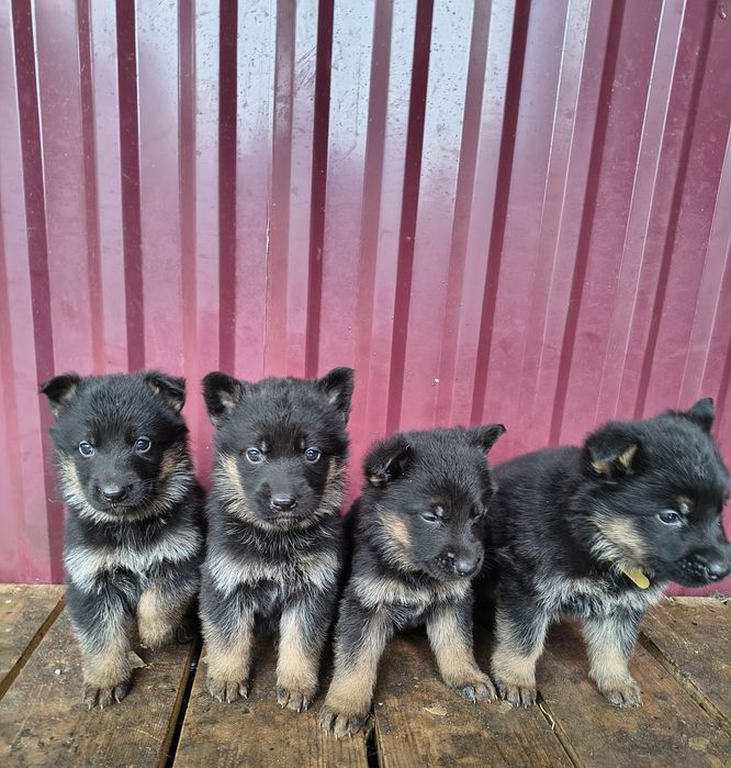Щенята (цуценята) німецької вівчарки