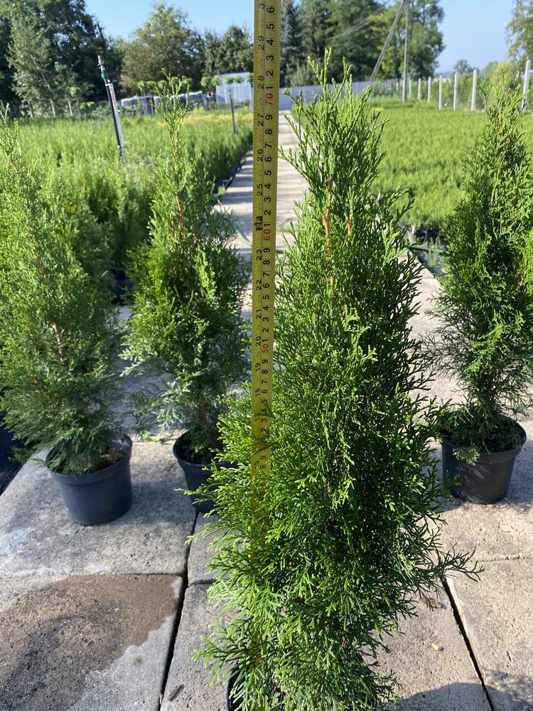 Tuja thuja szmaragd, smaragd 70-80cm sadzonki, w doniczce thuje