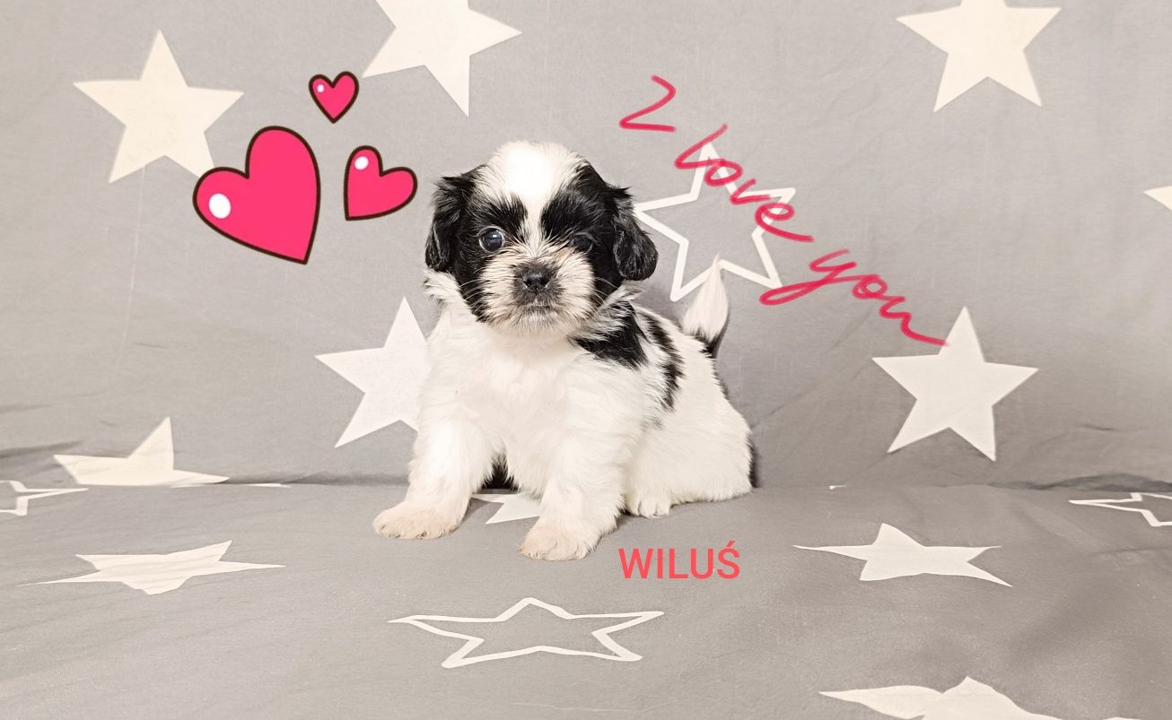 Shih Tzu piesek, rodowód, czip