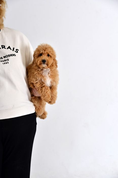 Хлопчик мальтіпуФ1