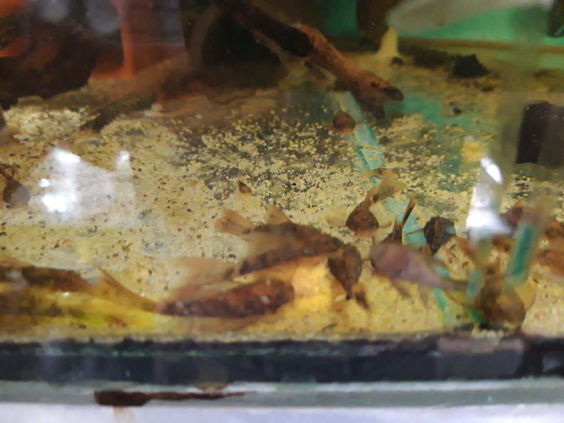 Ancistrus calico caliko lda16 welonowe zbrojnik glonojad