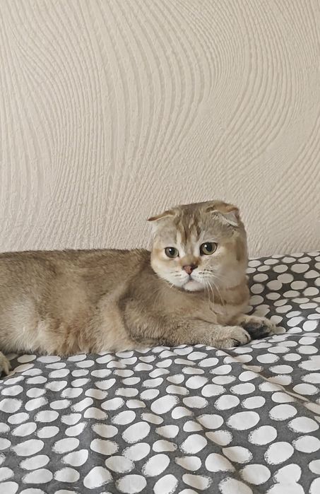 Чистокровна висловуха дівчинка від золотої шиншили