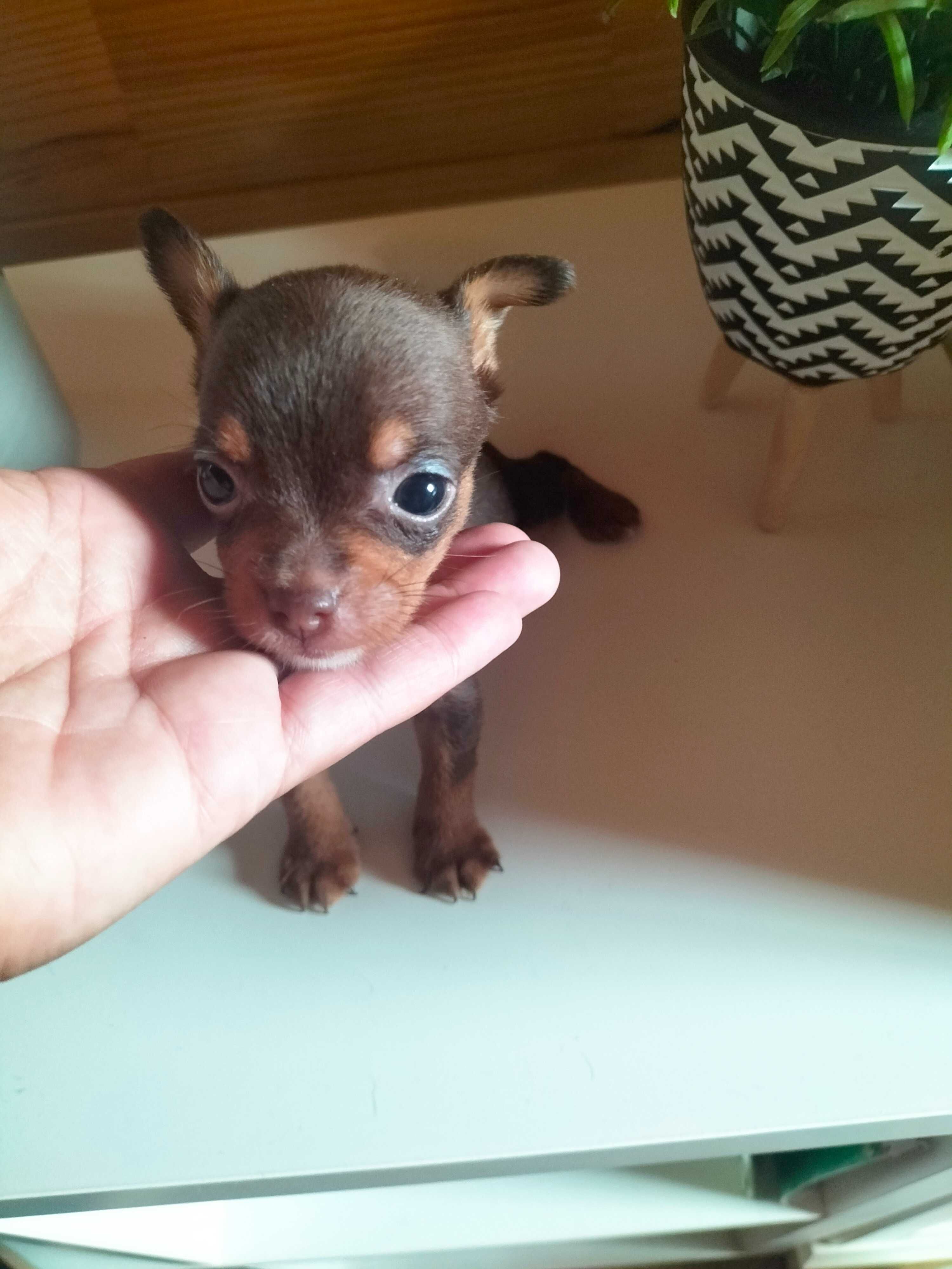 Pinscher chocolate t zero