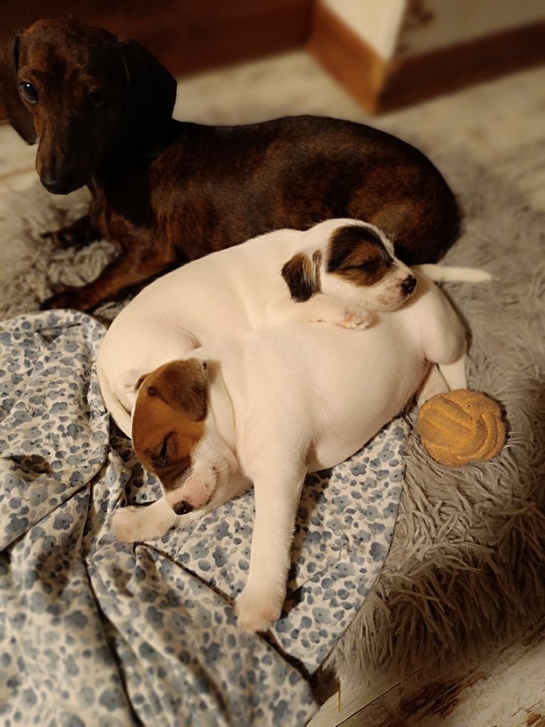 Parson Russell terrier piesek