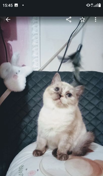 Котёнок,кошка,кошечка,плюшевая ,шотландская поинт,кошка.