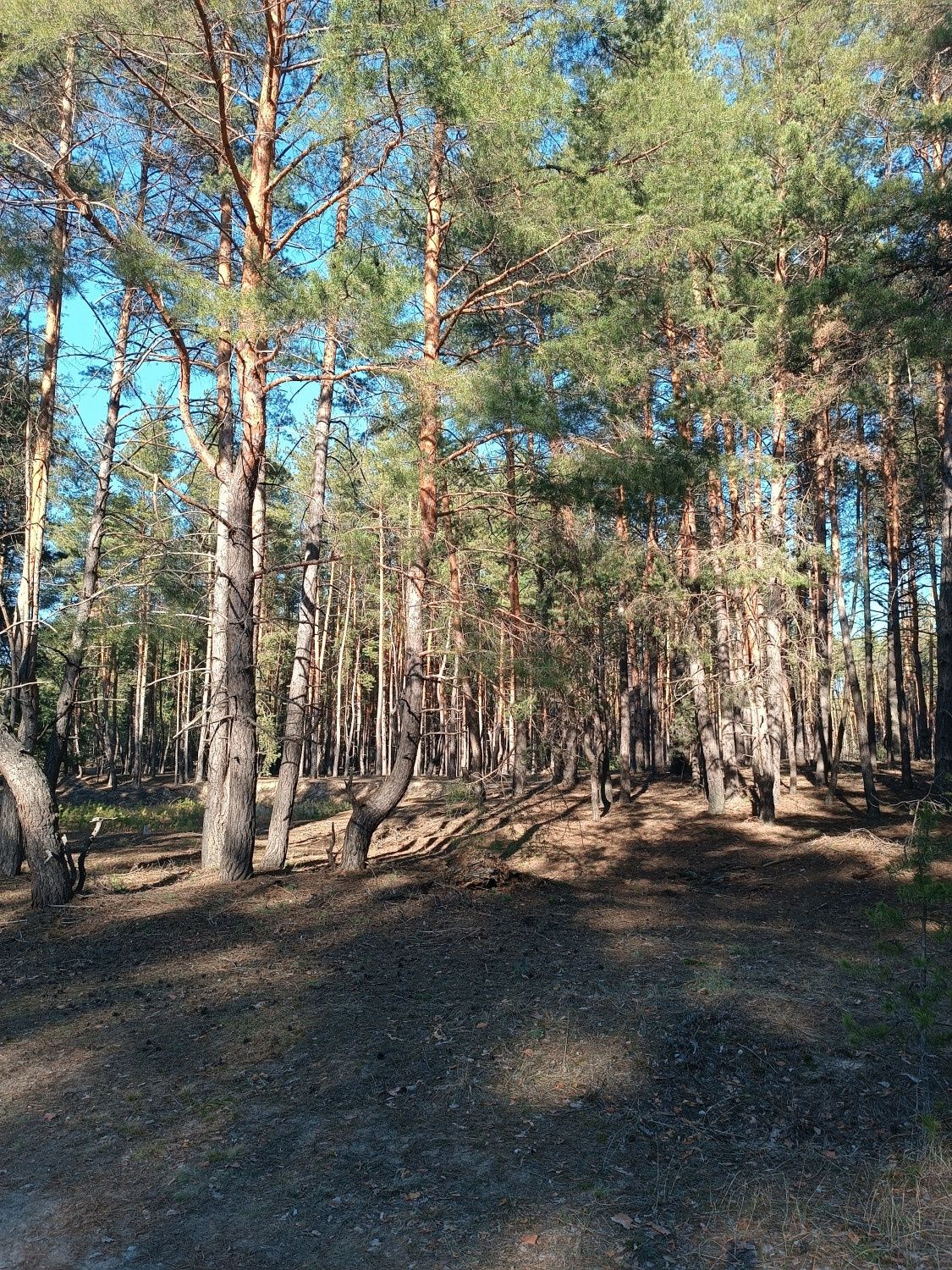 СРОЧНО! Продам участок Ольховатка
