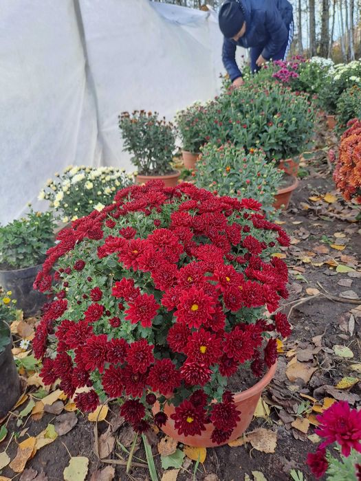 Sprzedam chryzantemy