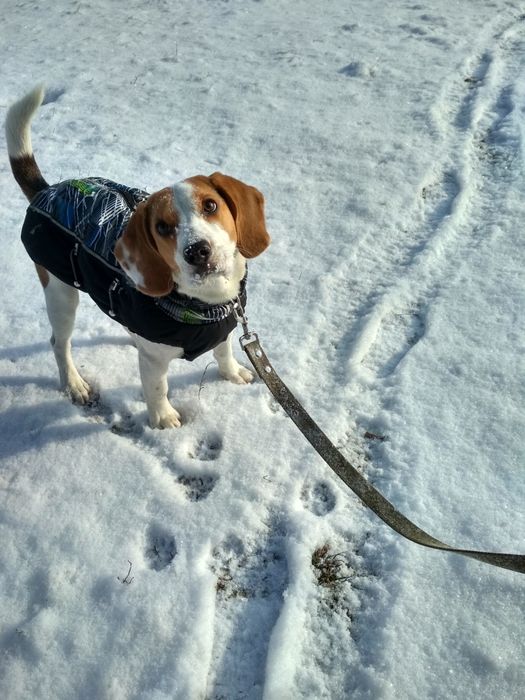 Предлагаю к вязке кобеля бигля