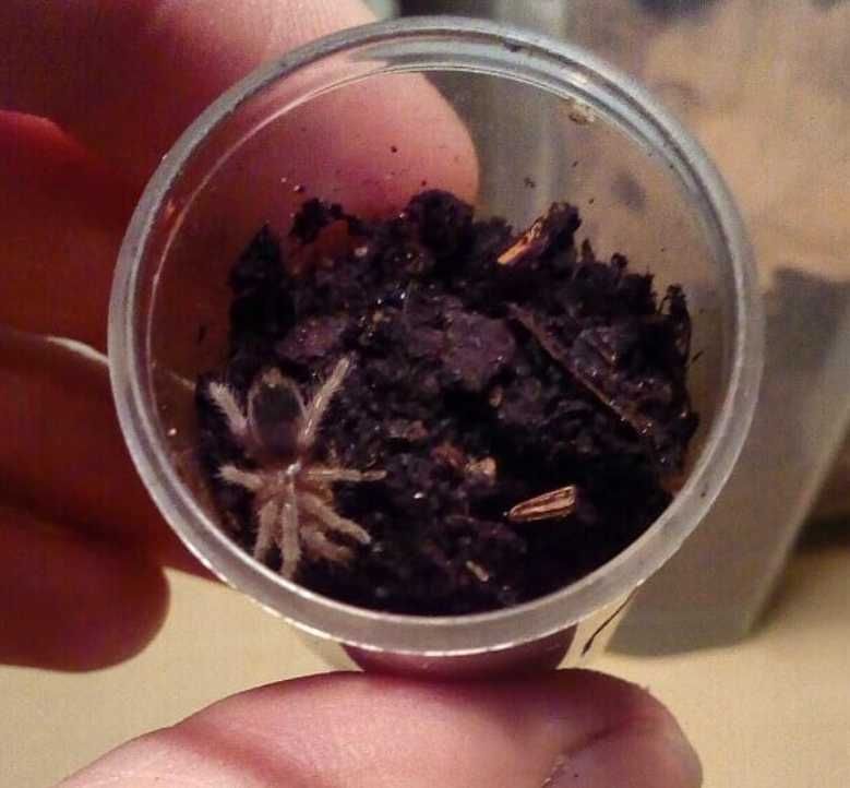 Паук птицеед Brachypelma Albopilosum "Nicaragua" спокойные малыши L3+