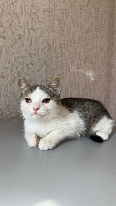 Отдам_ кошки_ котята_ макс