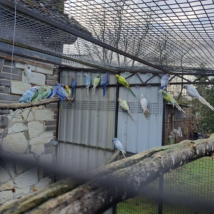 Aleksandretta aleksandretty