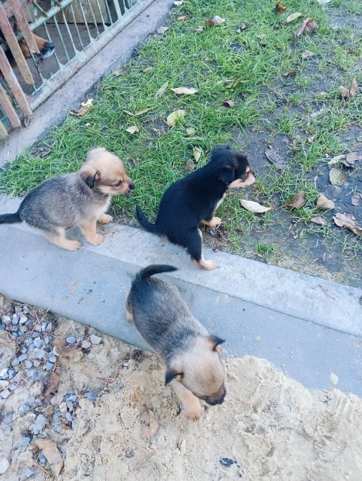 Psy do adopcji za darmo