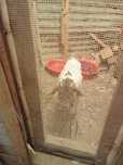 Vendo Cabrito boer