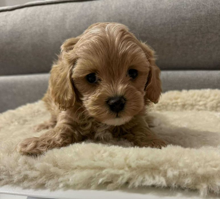 Maltipoo  mała sunia xs