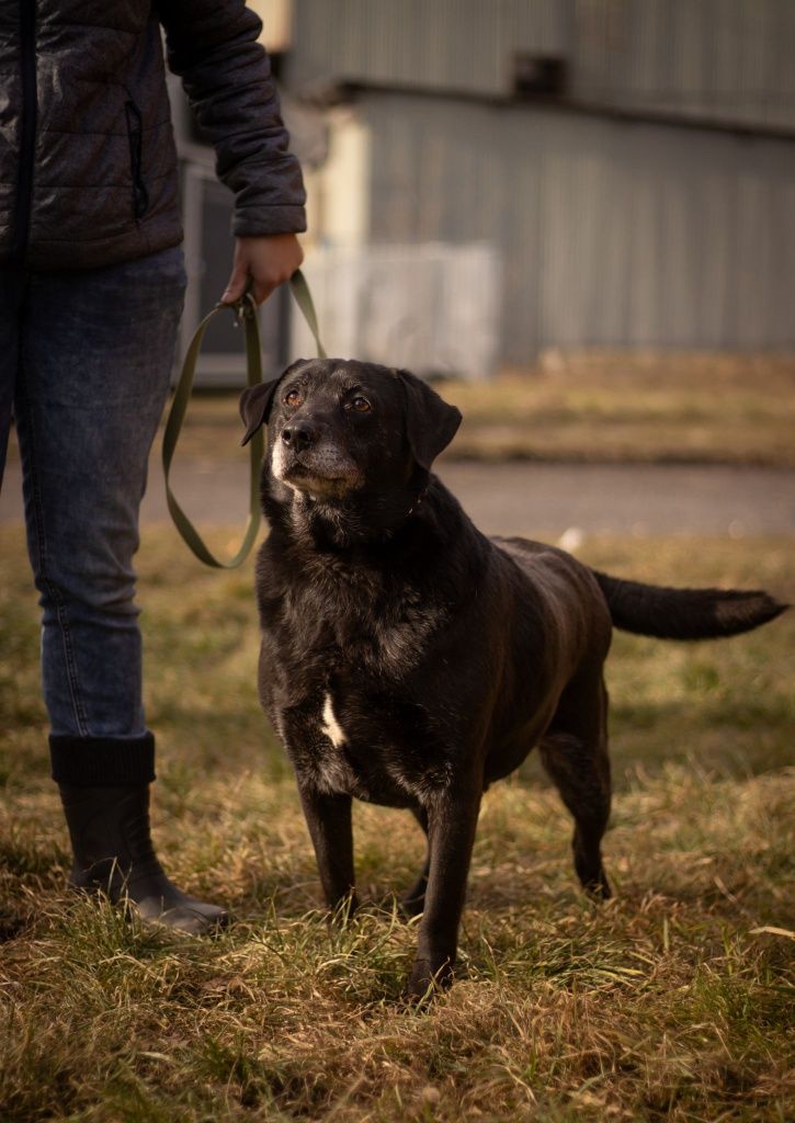 Moris- cudowny mix labrador szuka domu