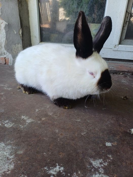 Кролі каліфорнія, самці, самки, молодняк