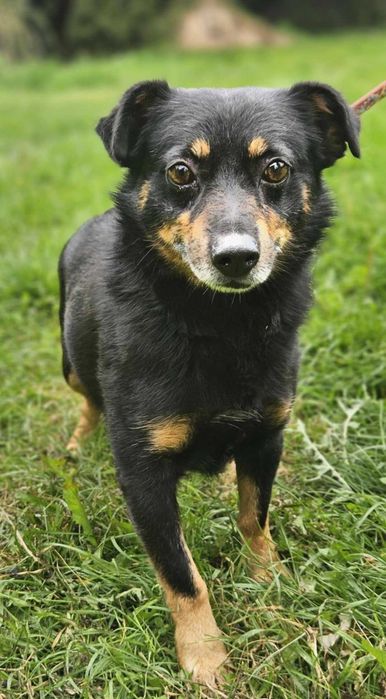 Blancik szuka domu -schronisko Zgierz-aktualne