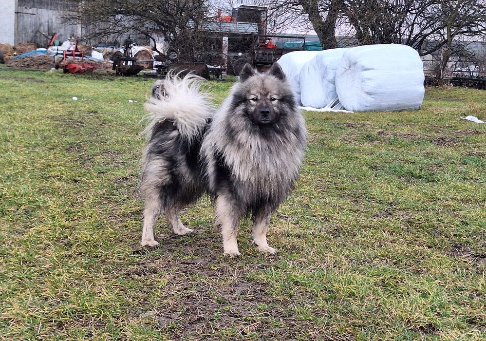 Dorosły pies Szpic Wilczy