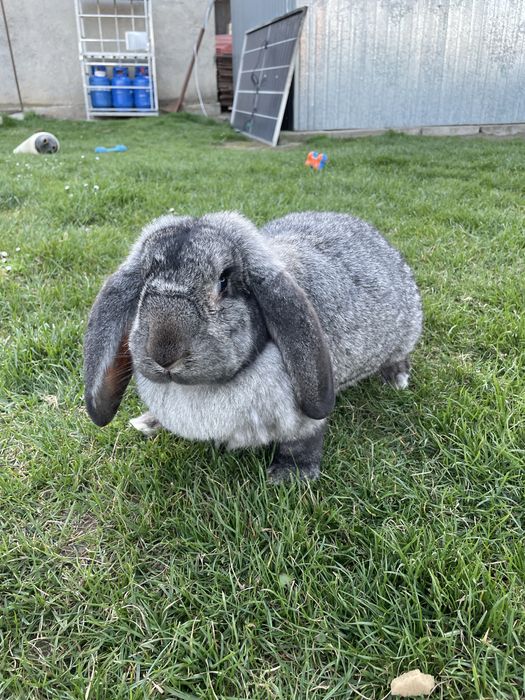 Królik baran francuski