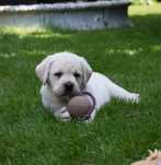 Labrador retriever biszkoptowe szczeniaki