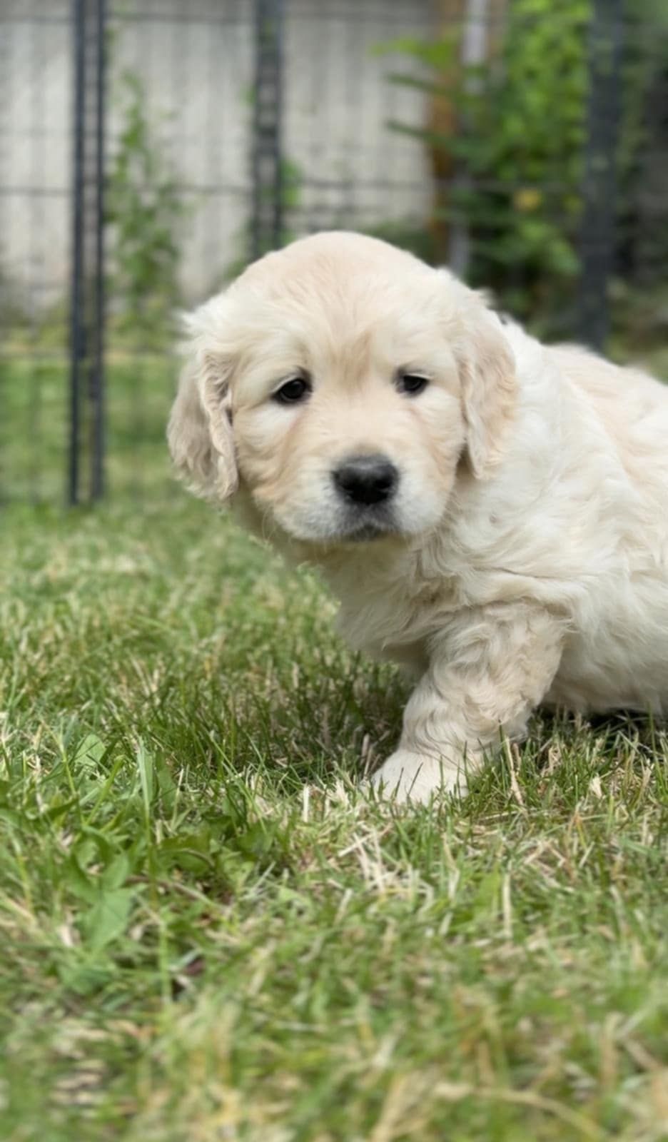 Golden Retriever, prześliczny piesek !!!