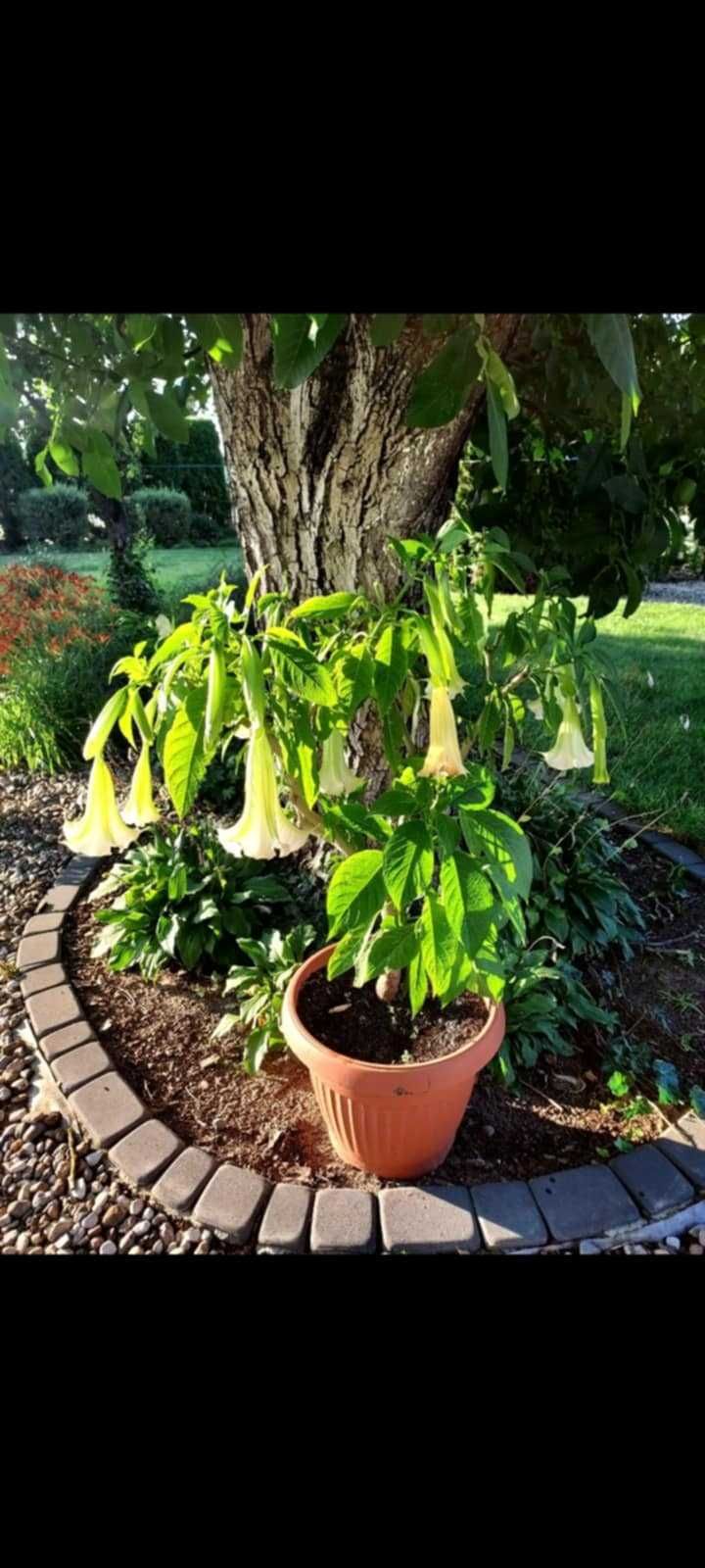 Datura duża sadzonka