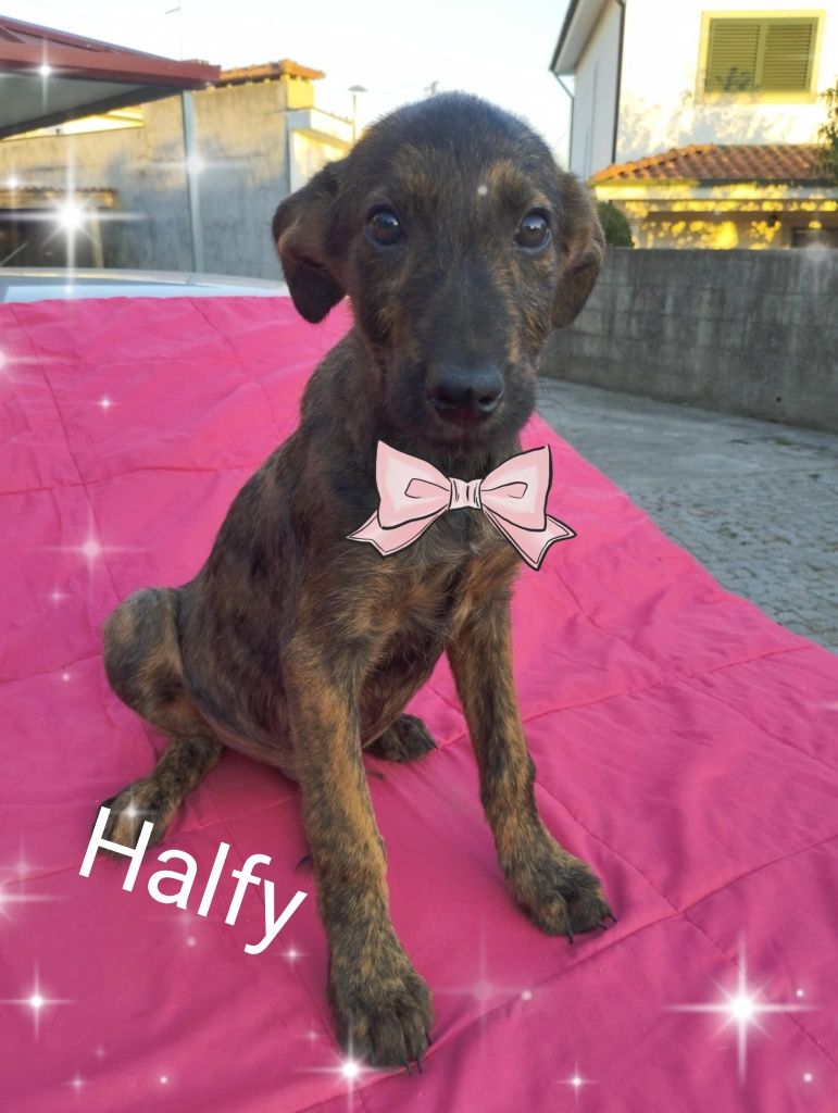 Halfy para adoção muito responsável