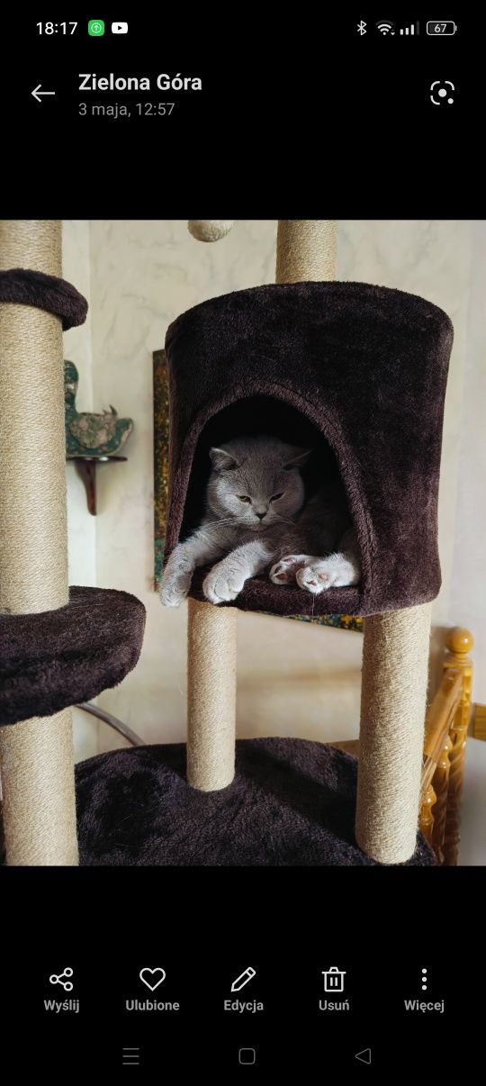 Magic cat amanda drapak dla kota z budka i leżanka brązowy pluszowy