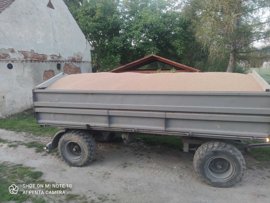 Pszenica  ozima 90 zł metr Symetria , Bantatus