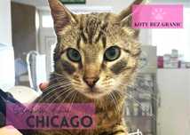 Chicago śliczny, figlarny burasek do adopcji