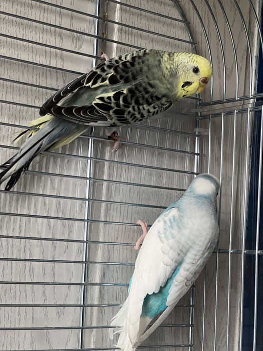 Papugi faliste samiec i samica z klatką