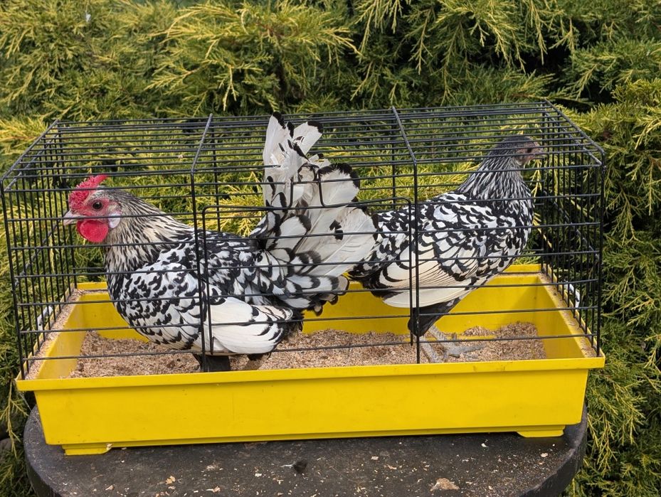 Para kurek ozdobnych