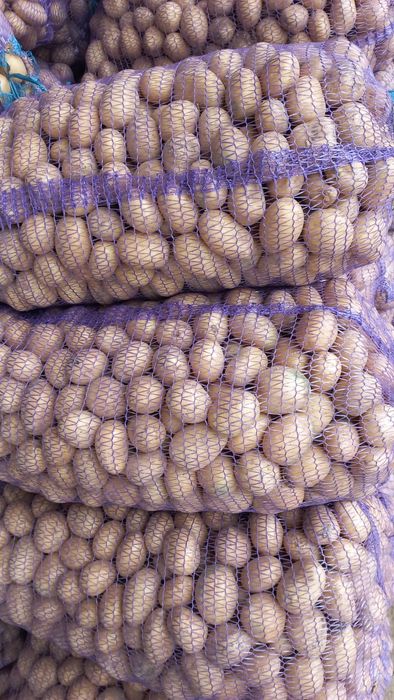 Картошка семенная