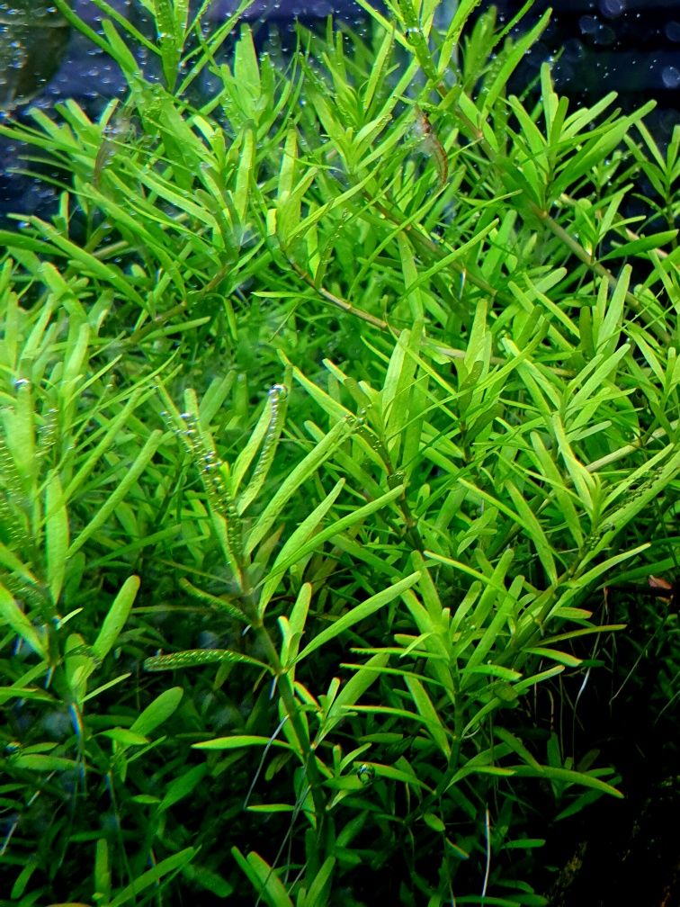 Rotala Periya hodowla podwodna