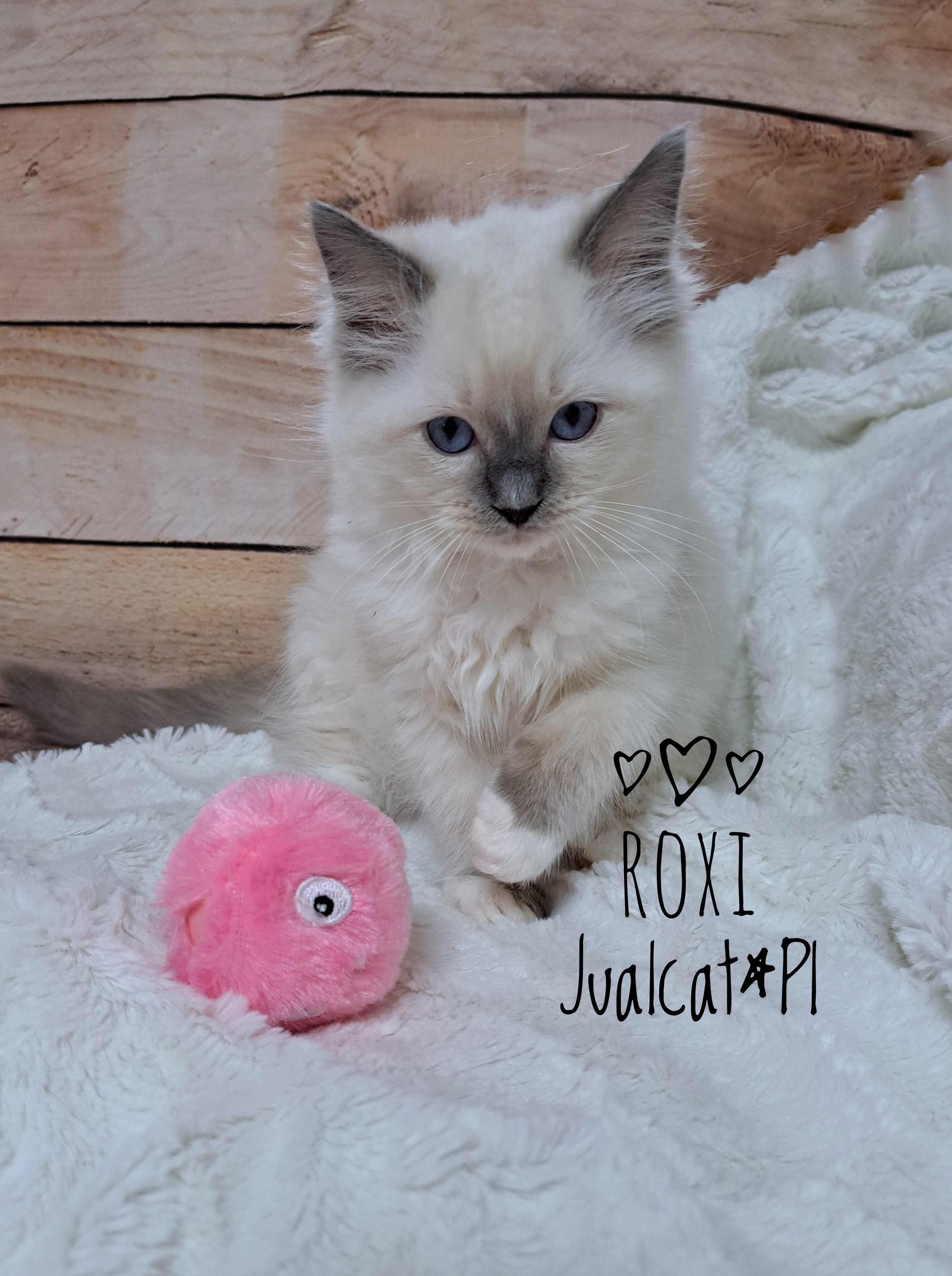 RAGDOLL Kotka koteczka blue mitted Rodówod FPL do ODBIORU