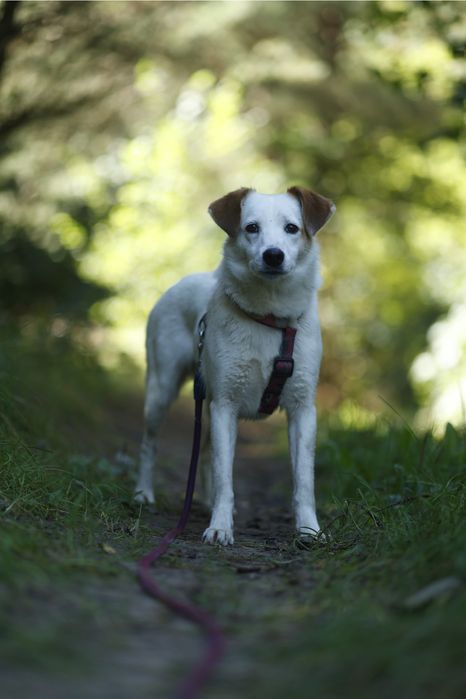 Najtrudniejszy pierwszy krok - a potem adoptuj Kimczi