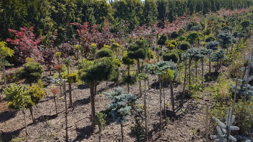 Thuja szmaragd 140-160cm Kurnik Brabant Doradzimy Posadzimy Dowieziemy