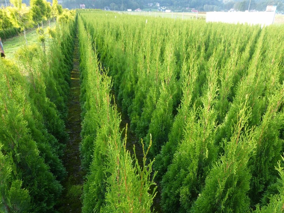 Tuja Szmaragd do 200 cm.Thuja Smaragd (ZAKLICZYN)