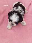 Piesek shih tzu biało -czarny z genem czekoladowym