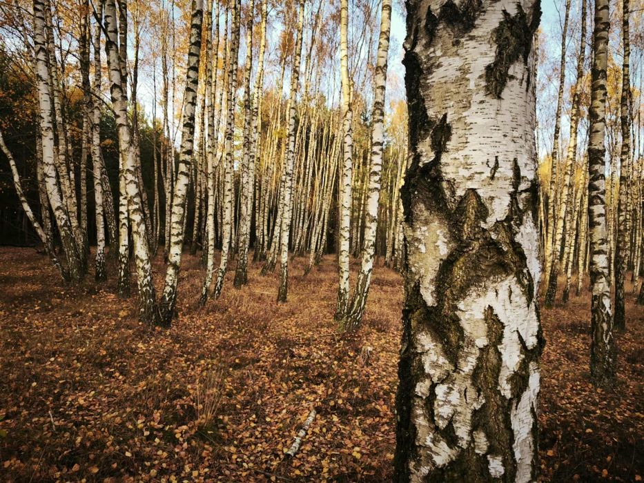 Sprzedam las - 2.78 ha (brzoza i sosna) dwie działki