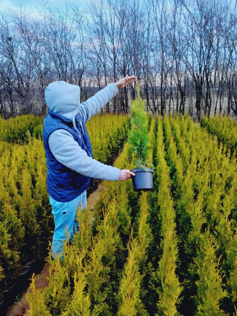 Tuja szmaragd 60_80cm promocja