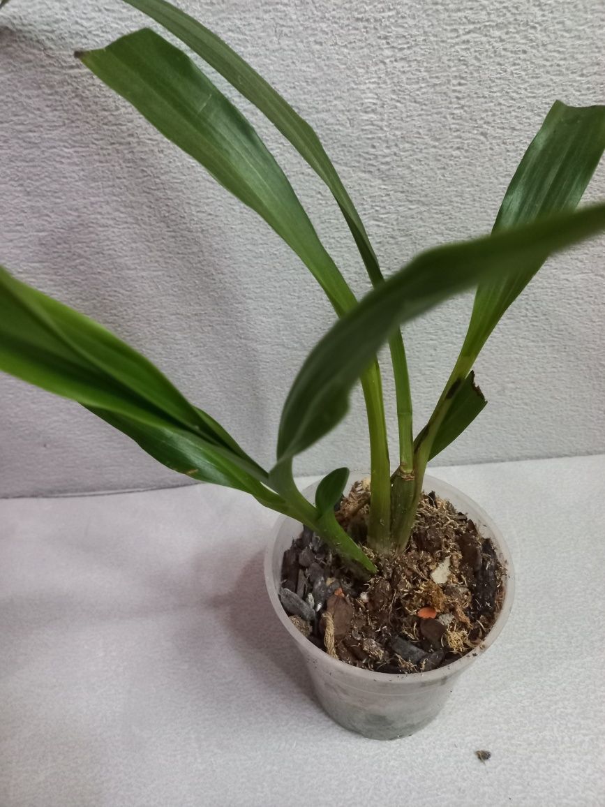 Орхидея Зигопеталум взрослая, сейчас не цветет