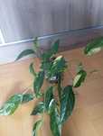 Kielce epipremnum pinnatum variegata