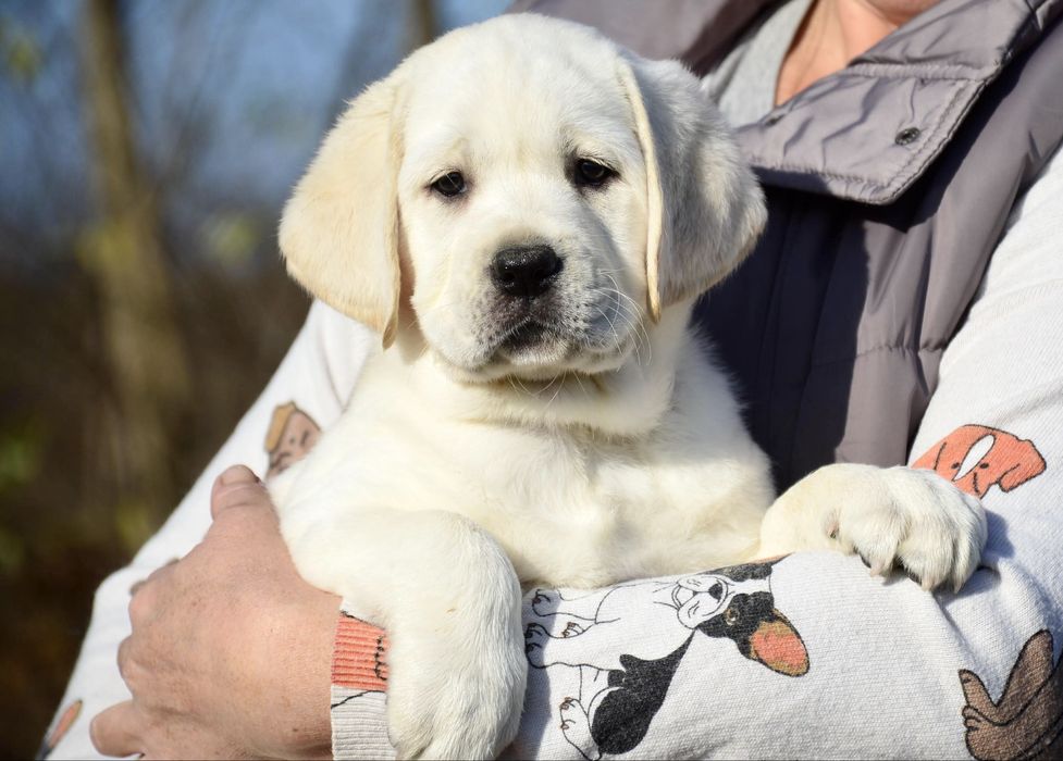 Цуценята лабрадор ретривер від цікавої пари!