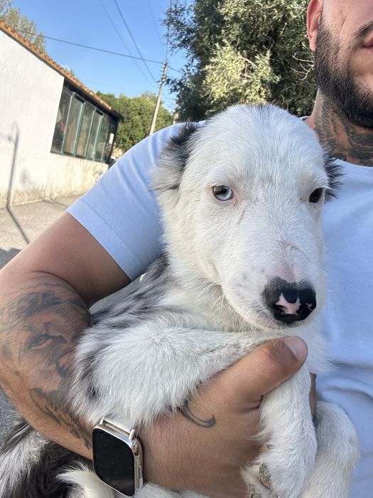 Excelente Menino border collie 3 meses merle