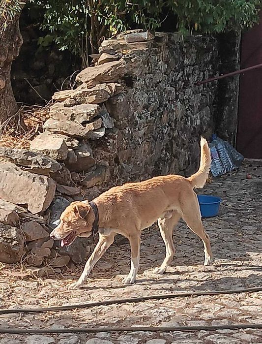 Sundance para adopçao