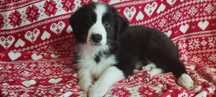 Border Collie piesek czarno -biały szczeniak wyjątkowy