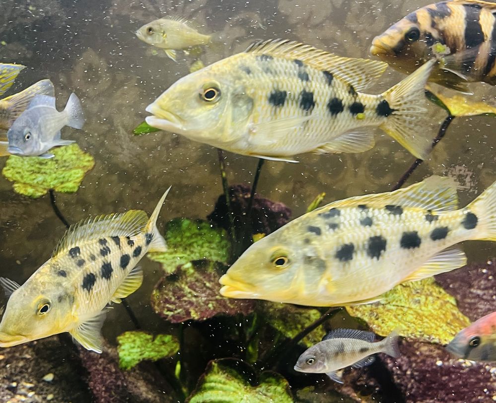 Fossorochromis stado 5 szt 20 cm