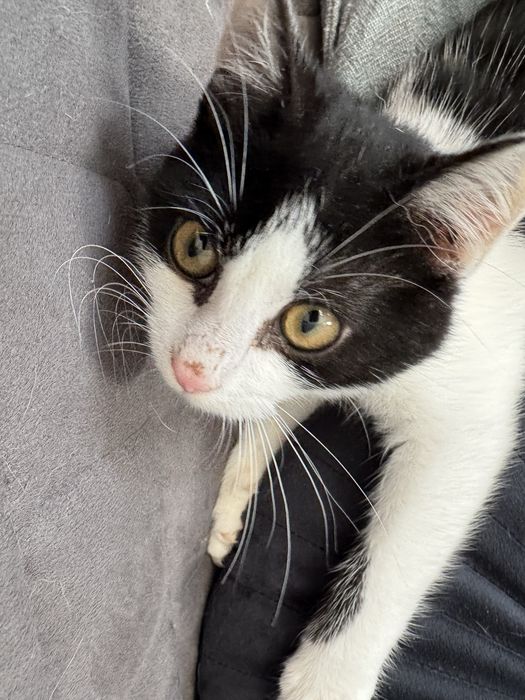 Malik szuka domu - kto pokocha ?